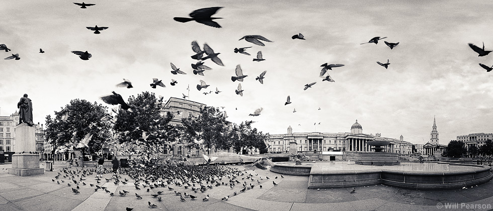 The Birds