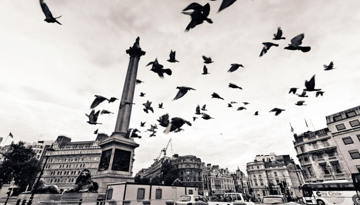 The Birds Trafalgar Square