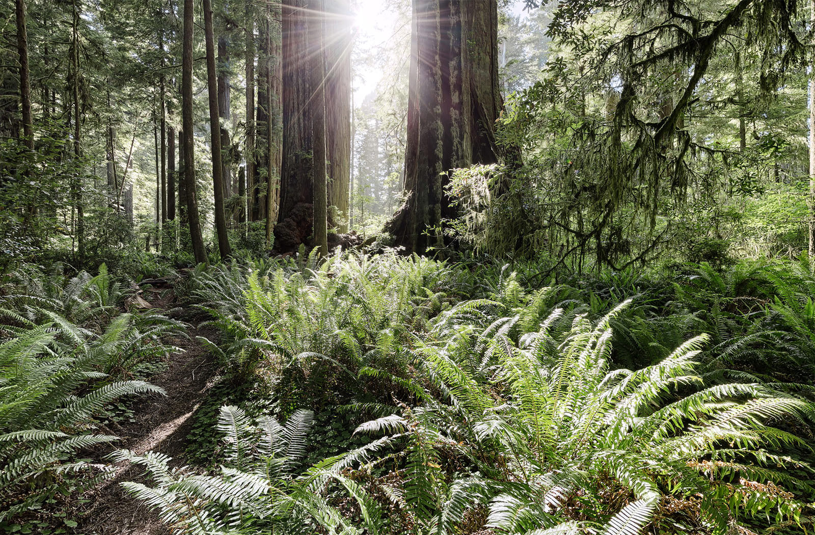 California Redwoods