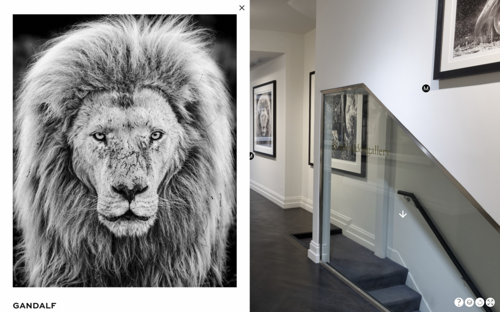 Still image taken from gallery virtu al tours of Maddox Gallery in London during the In Focus exhibition by David Yarrow.
